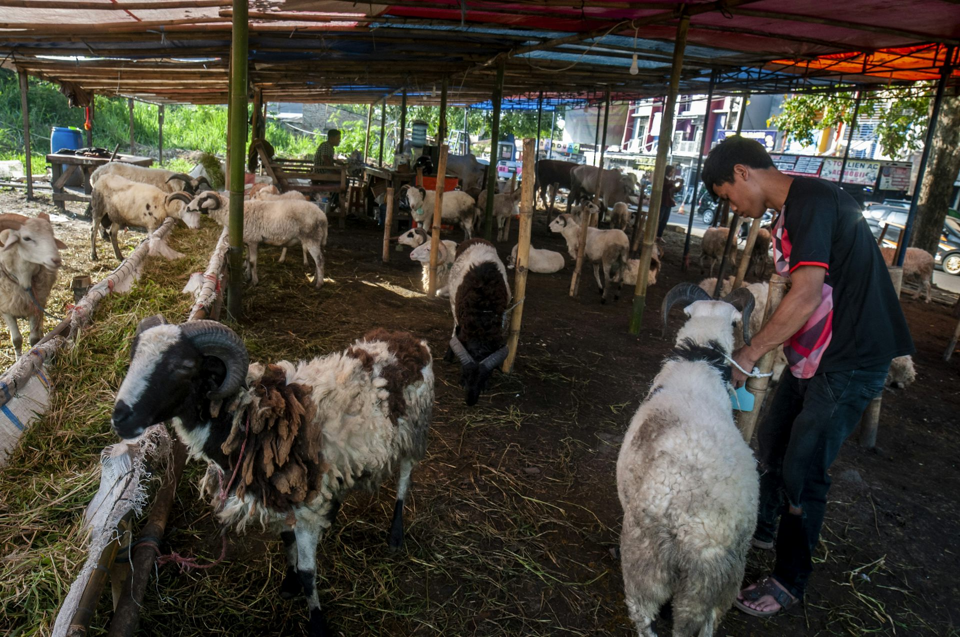 Kenapa daging kambing rentan disusupi parasit perusak kesehatan? Ini cara bakar sate yang aman