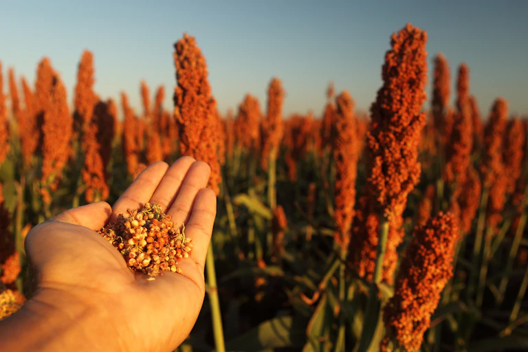 A field of sorghum.
