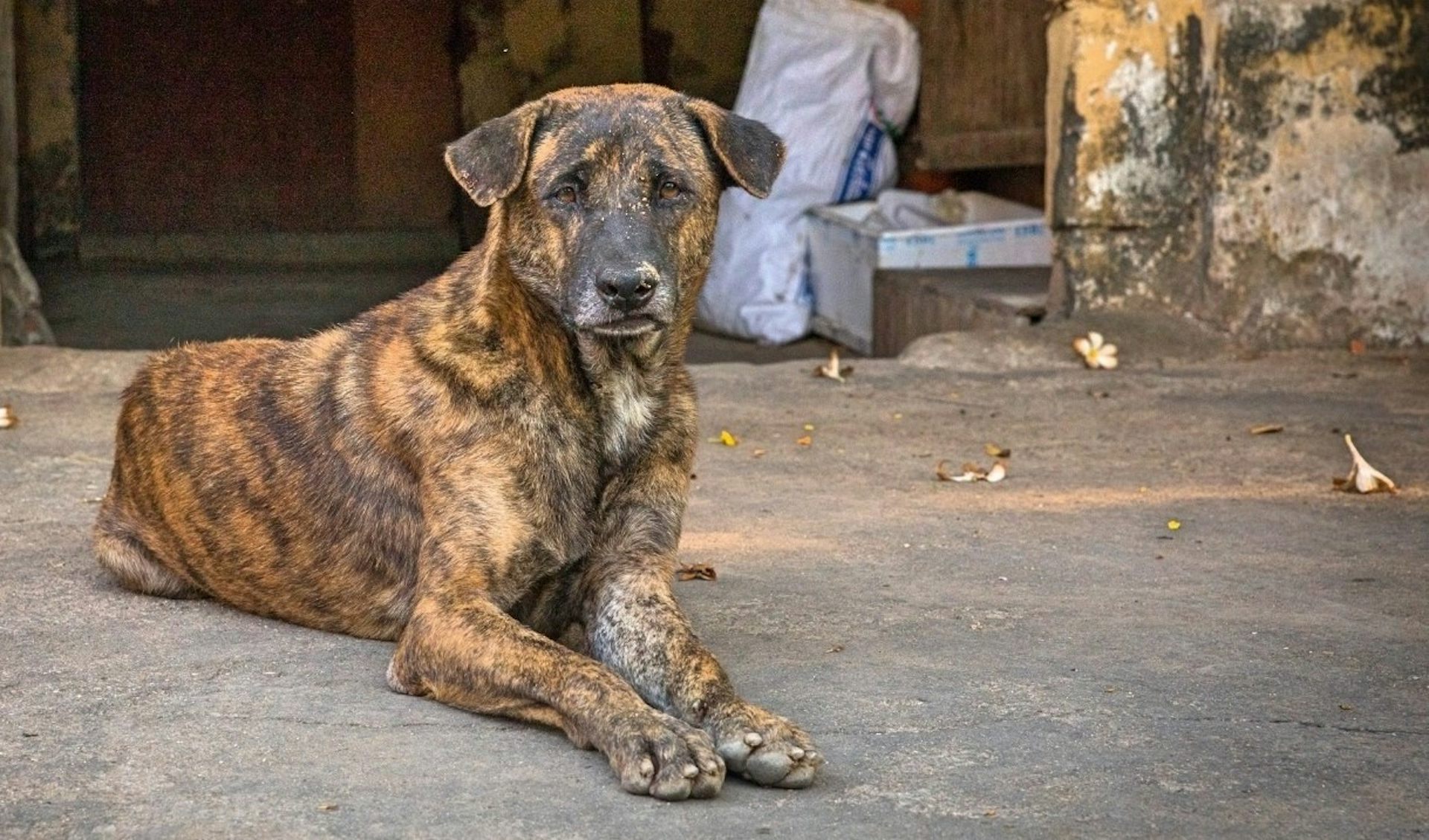 Male dogs are more likely to develop contagious nose cancer from
