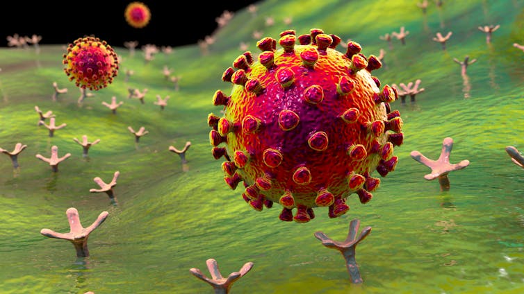 An illustration of SARS-CoV-2, the coronavirus that causes COVID-19.