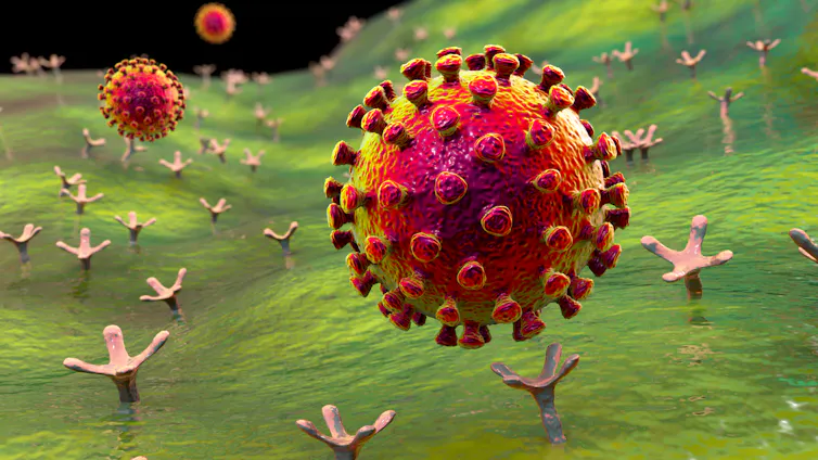 An illustration of SARS-CoV-2, the coronavirus that causes COVID-19.