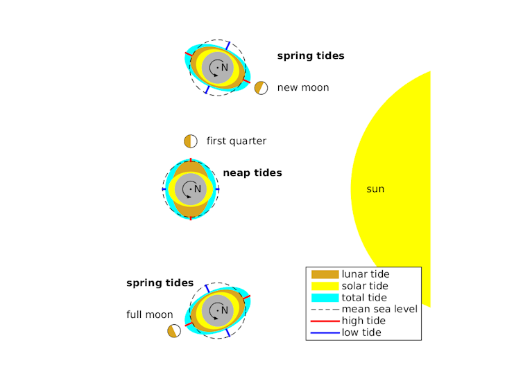 Graphic showing how the position of the Earth and moon relative to the sun influences the magnitude of the tide.