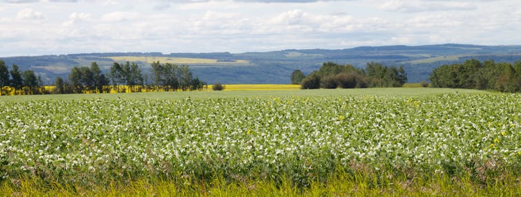 Champ de petits pois. Les légumineuses sont appelées à prendre une place nouvelle dans les systèmes alimentaires de demain. Tuchodi/Flickr