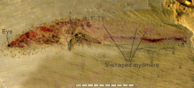 Eine Nahaufnahme eines Haikouichthys-Fossils mit der Aufschrift „Auge“ und „V-förmiges Myomer“.
