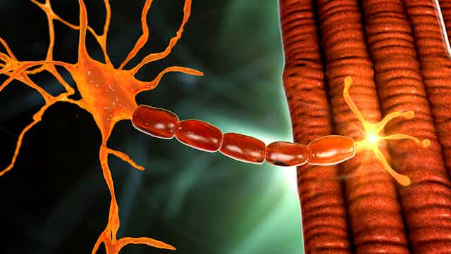 Schéma d'une cellule nerveuse qui rejoint un muscle