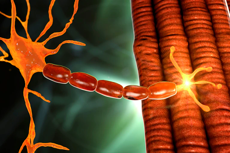 Schéma d'une cellule nerveuse qui rejoint un muscle