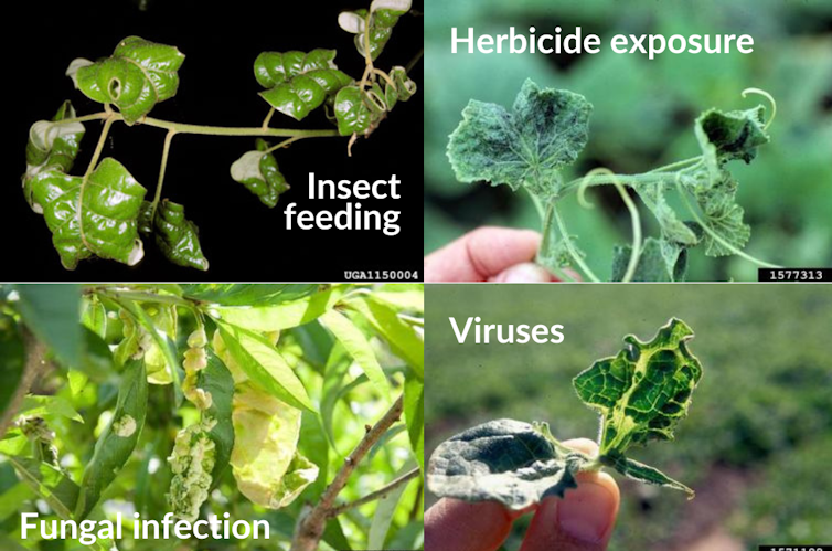 Photographs of four different plants with curled leaves labeled for herbicide exposure, virus, insect feeding and fungal infection.