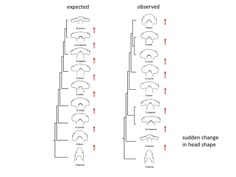 Left diagram shows outlines of hammerhead shapes progressing from small to large. Right diagram starts with a small hammerhead, then jumps to a huge hammer. The hammers get progressivly smaller after that.