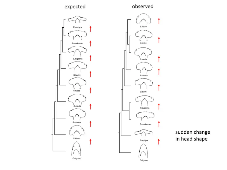 Left diagram shows outlines of hammerhead shapes progressing from small to large. Right diagram starts with a small hammerhead, then jumps to a huge hammer. The hammers get progressivly smaller after that.