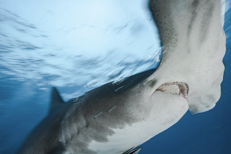 Closeup of the underside of a great hammerhead shark. Its multiple sensory pores look like black dots.
