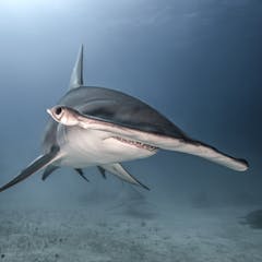 natural selection research paper ideas