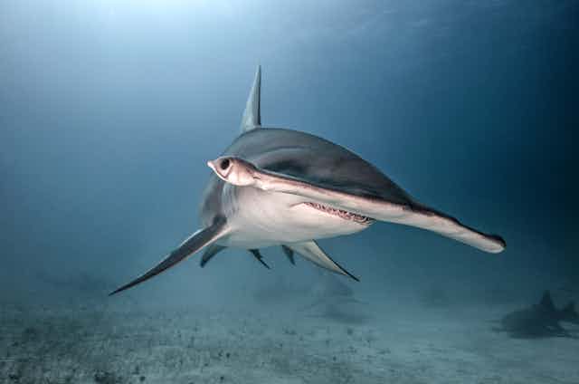 A head-on shot of a hammerhead shark.