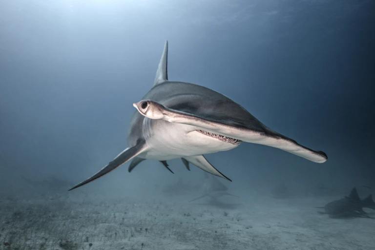 A head-on shot of a hammerhead shark.