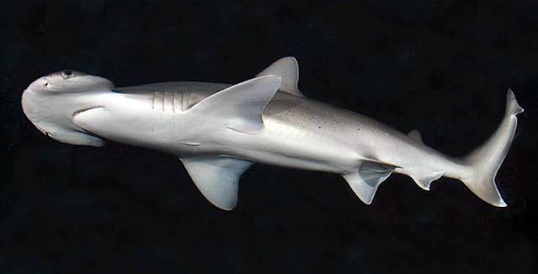 A hammerhead shark with a round, small hammer head.