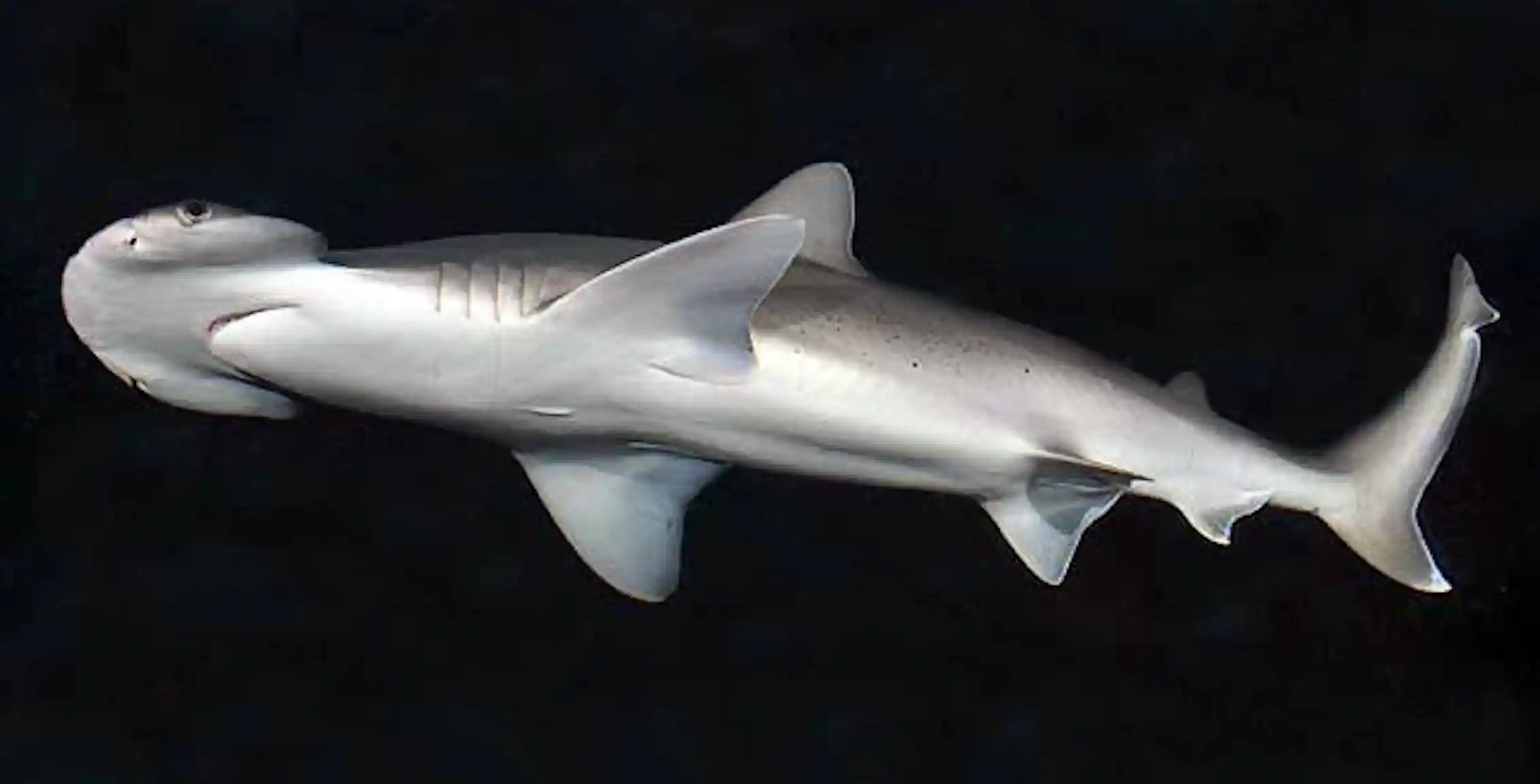 Why Do Hammerhead Sharks Have Hammer shaped Heads When A Defect why-do-hammerhead-sharks-have-hammer-shaped-heads-when-a-defect