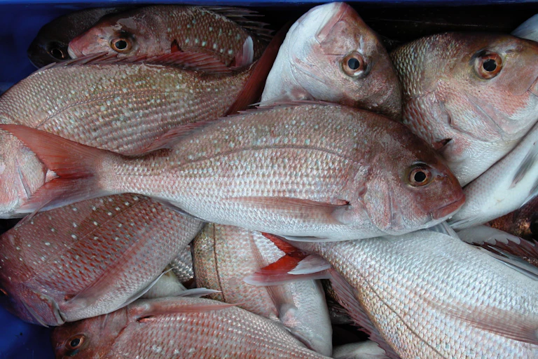 Fish sold at the market