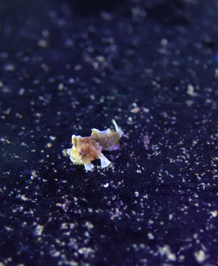 Baby red handfish