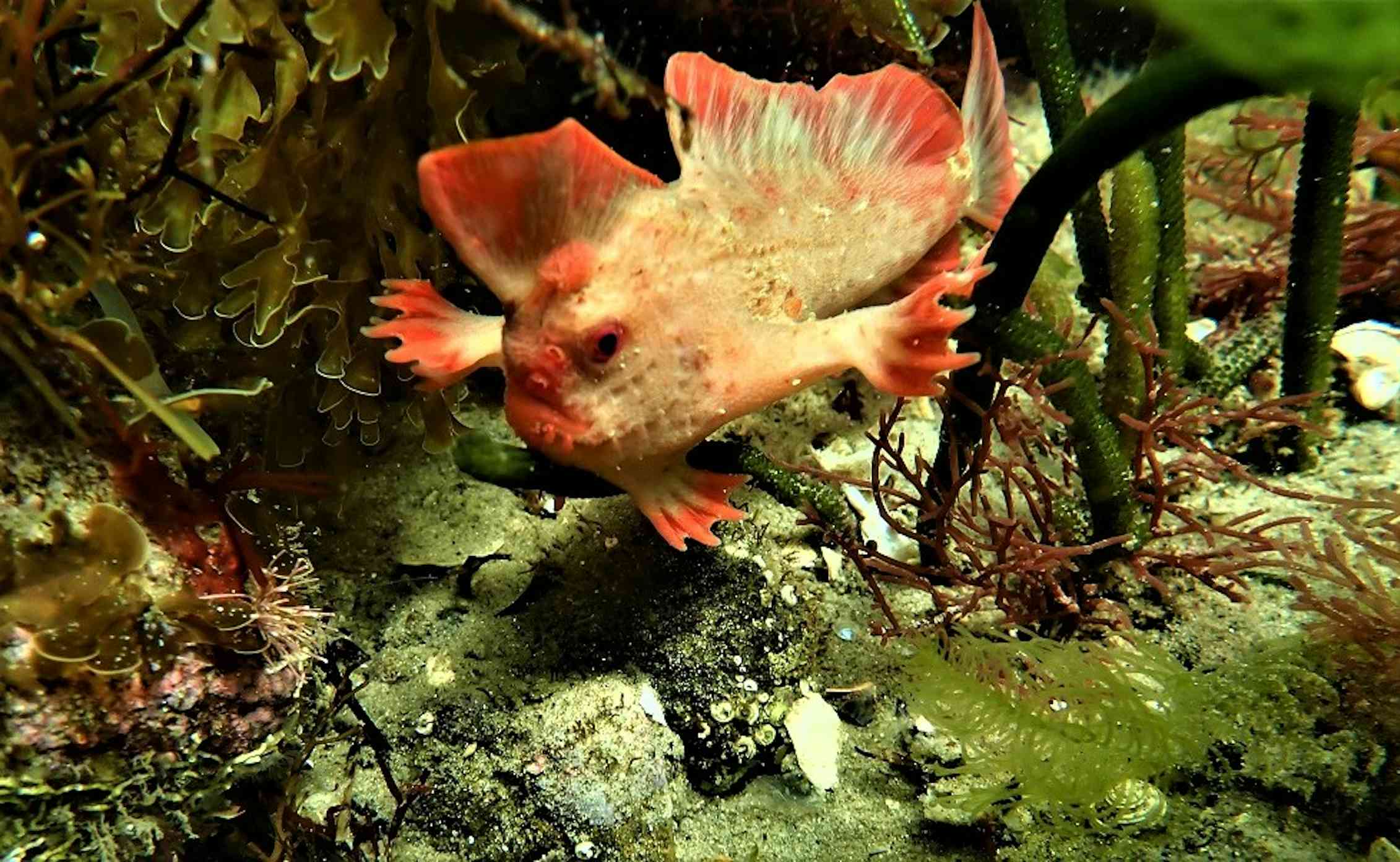 Handfish