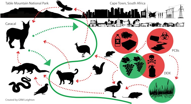 Graph with lines showing how caracals get poisoned