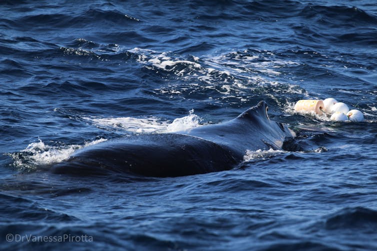 Whale Entanglement