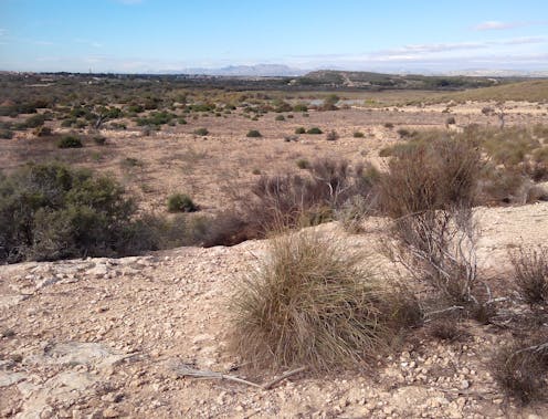 ¿Es posible revertir el proceso de la
desertificación? ¿Es posible revertir el proceso de la
desertificación?