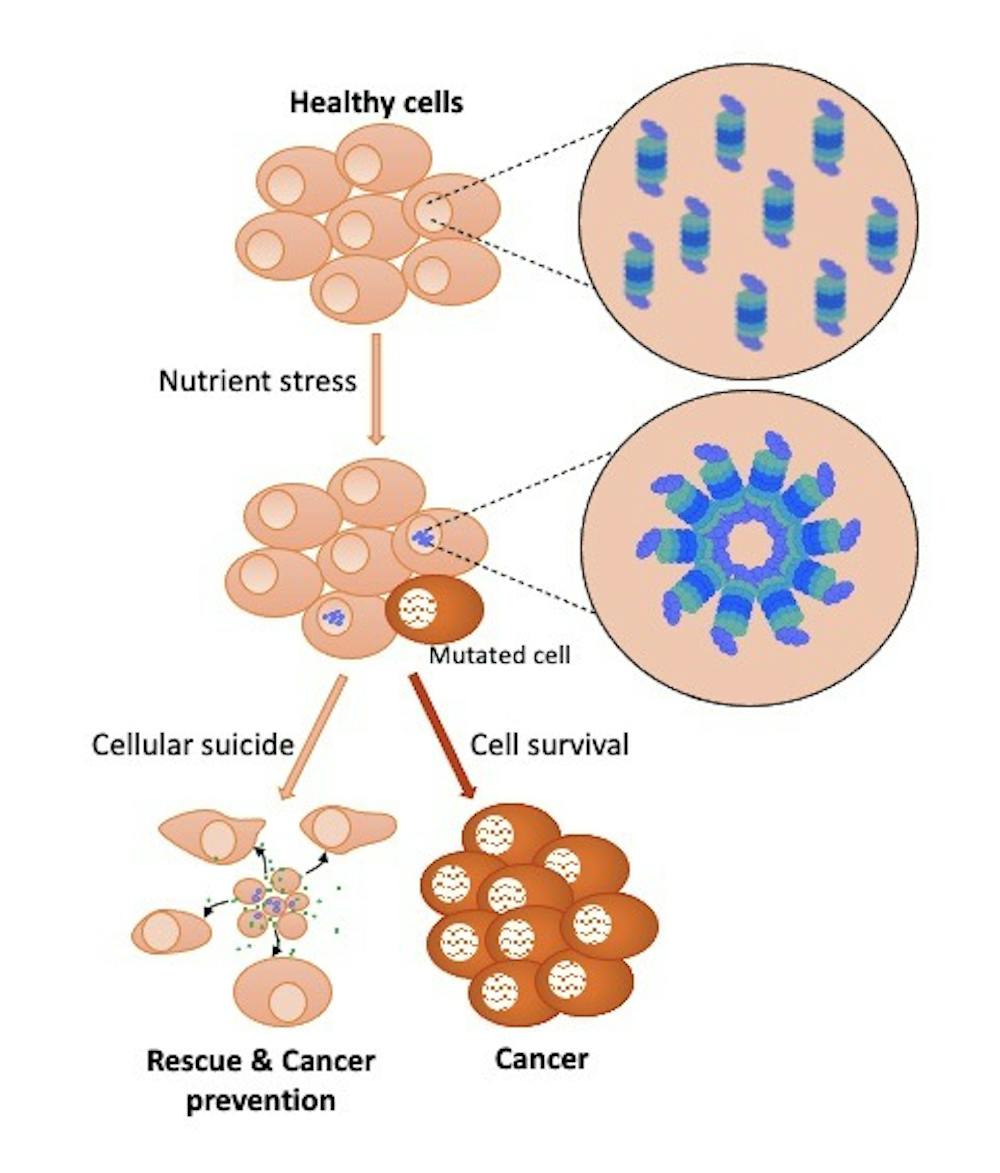 How the cell’s waste management systems might be targeted to treat cancer
