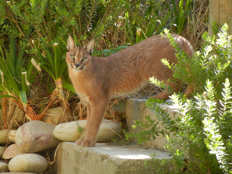 A caracal in a suburban Cape Town garden