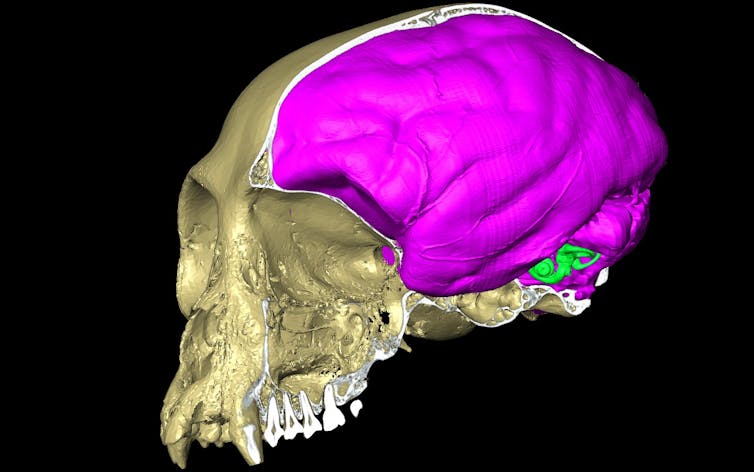 A skull with prominent front teeth is displayed side-on, the brain shaded in dark pink and a small green spot denoting the inner ear