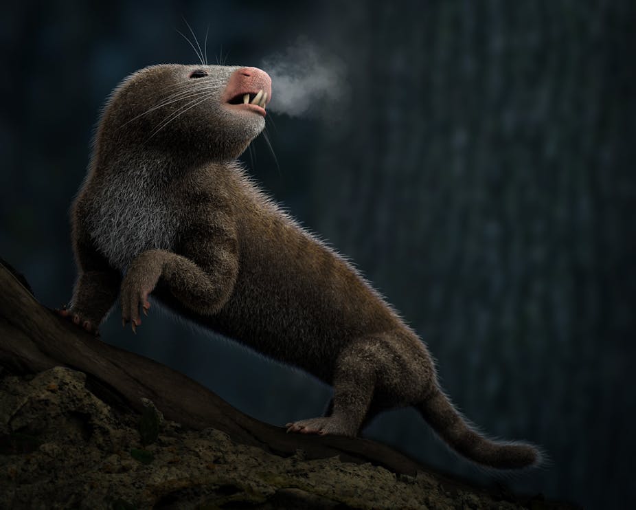 A small animal that looks somewhat like a shrew with a long body, stands on a tree against a dark background, exhaling steam