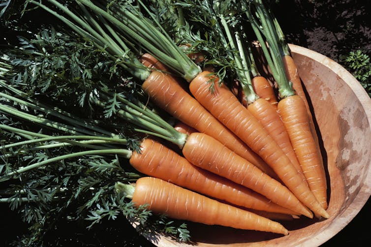 A bunch of freshly-picked carrots in a container.