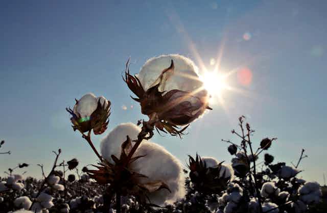 The setting sun flares behind a blooming cotton plant.