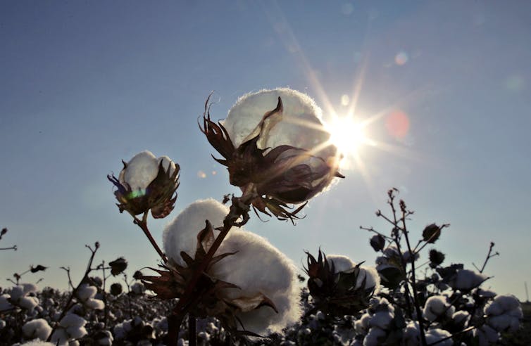 Cotton breeders are using genetic insights to make this global crop more sustainable