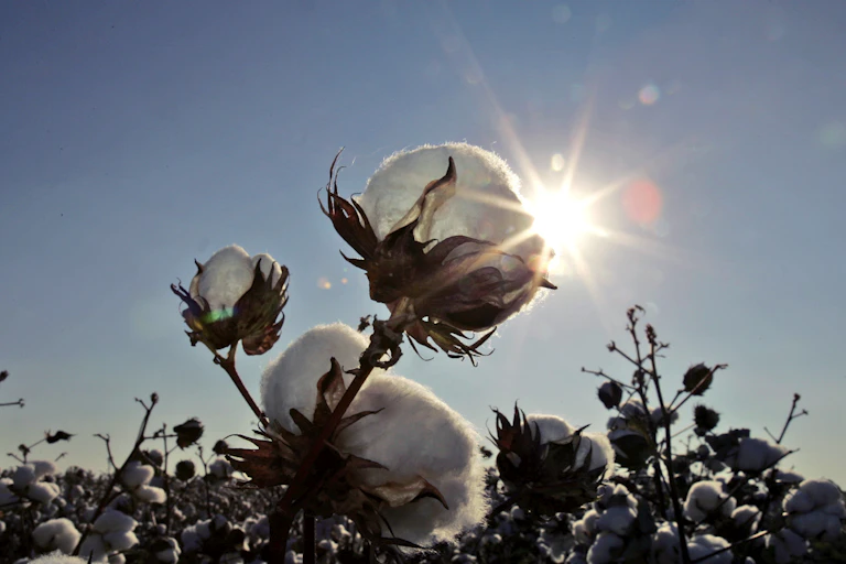 The setting sun flares behind a blooming cotton plant.