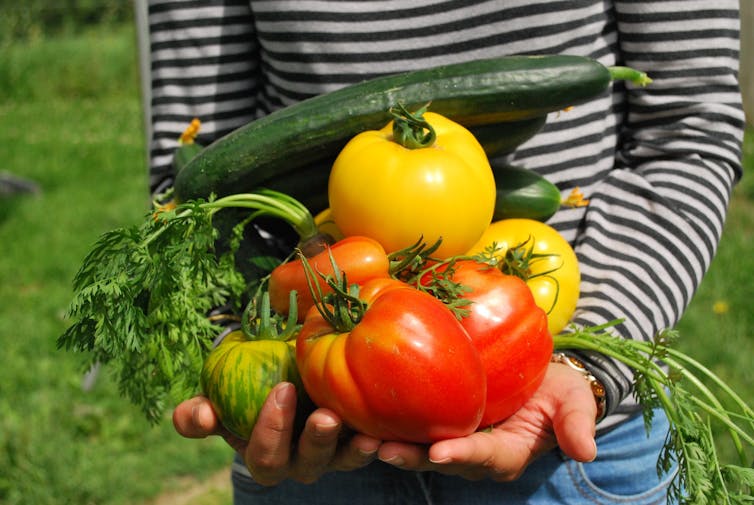 Cropped image of person in striped shirt with hands laden with tomatoes, cucumber and other vegetables