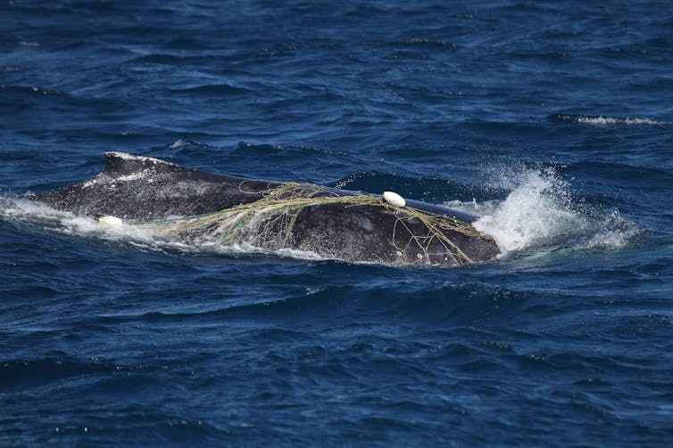 Whale Entanglement