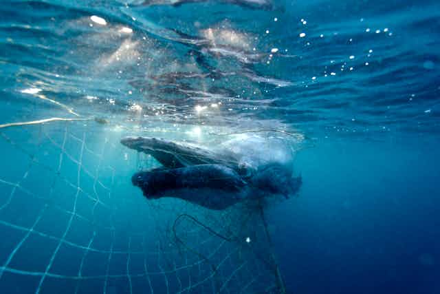 Humpback whale calf caught in shark net
