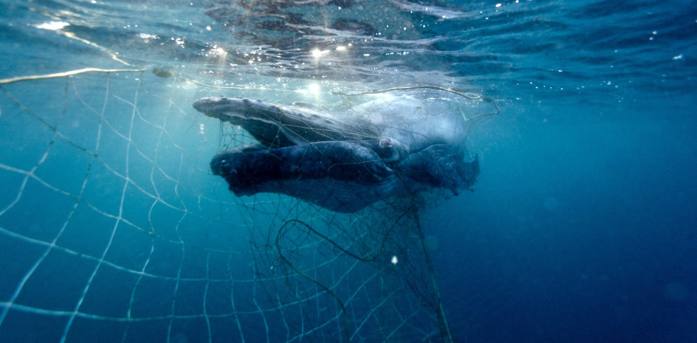 Why do whales keep getting tangled in shark nets? And what should you ...