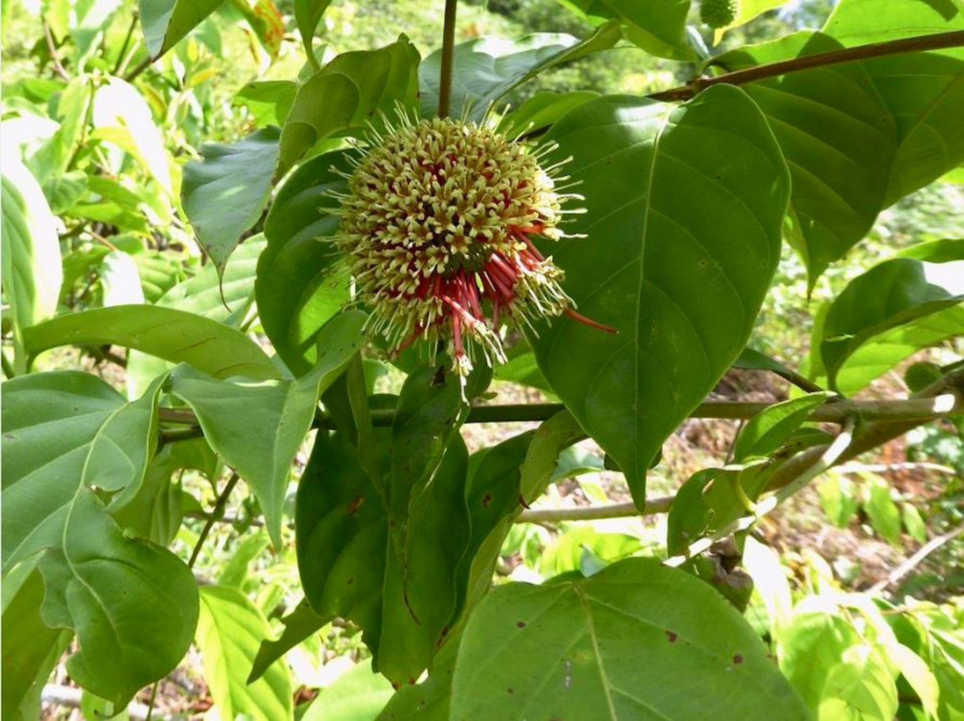 Mencari potensi obat anti-kolesterol dari gambir yang bisa dipakai seperti gel