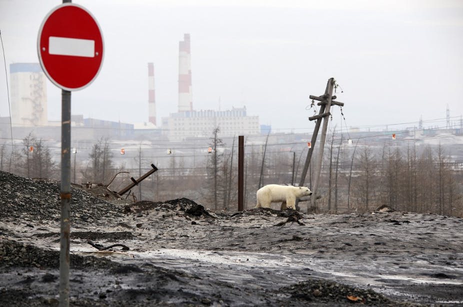 Un ours polaire erre dans une zone industrielle. Le sol et l'air sont gris et le paysage est désolé. 