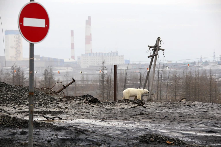 Un ours polaire erre dans une zone industrielle. Le sol et l'air sont gris et le paysage est désolé.