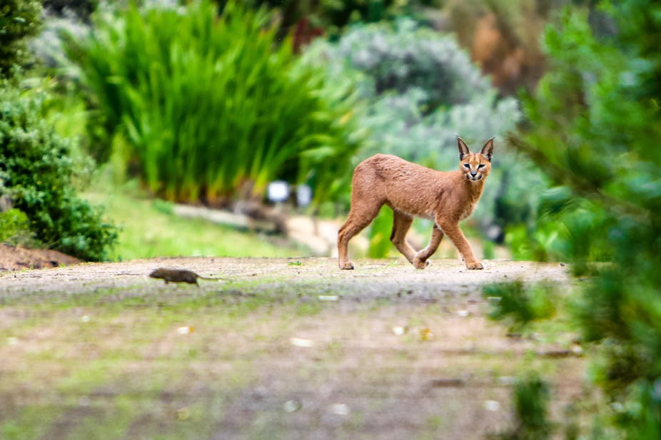 Caracal looking at a mouse surrounded by vegetation.