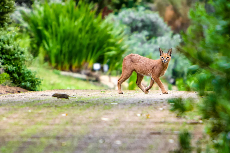 Caracal looking at a mouse surrounded by vegetation.