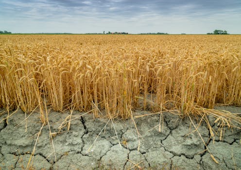 La sequía agrícola en Europa es cada vez más frecuente, intensa y duradera