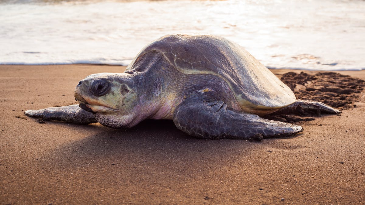 Las tortugas marinas son fieles a su playa (y eso condiciona el sexo de las  crías)