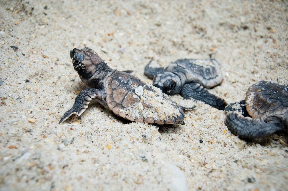 Las tortugas marinas solo son fieles a su playa y eso condiciona el sexo de  las crías - LA NACION