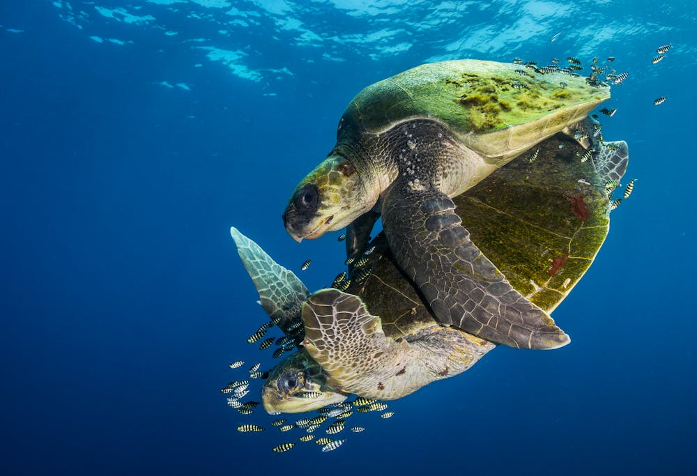 Las tortugas marinas son fieles a su playa (y eso condiciona el sexo de las  crías)