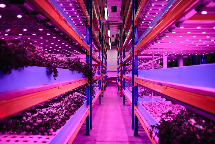 plants grow in stacked rows under purple uv light