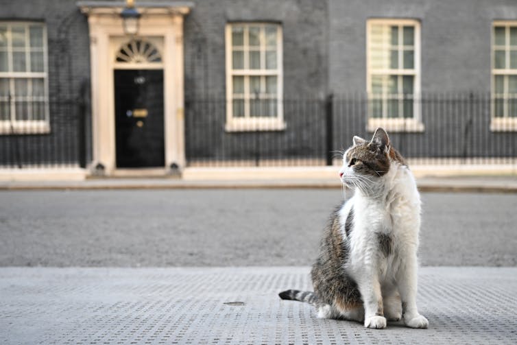 A tabby cat is seen sitting in the foreground in front of the front door of 10 Downing Street.