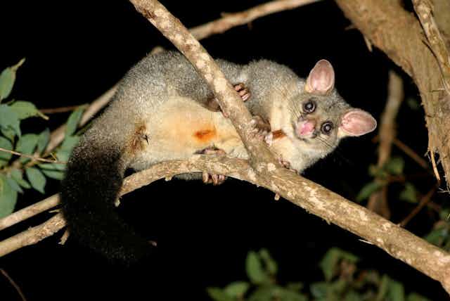 A brushtail possum sitting on a tree branch at night.