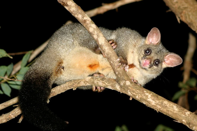 A brushtail possum sitting on a tree branch at night.